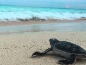 Riviera Maya News
